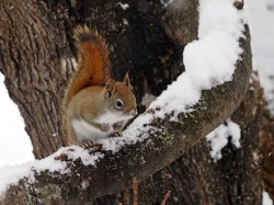 Red squirrel Photo: Charlie Schwarz