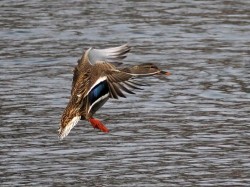 Mallard Photo: Charlie Schwarz