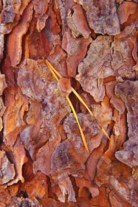 scotch_pine_bark.jpg thumbnail