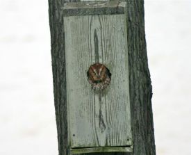 screech.jpg thumbnail