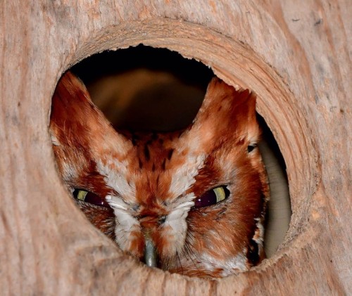 Screech owl box