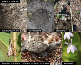 September nature thumbnail