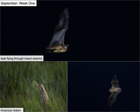 September nature thumbnail