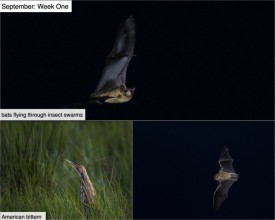 September nature thumbnail