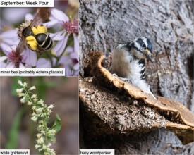 September nature thumbnail