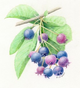 serviceberry-s.jpg thumbnail