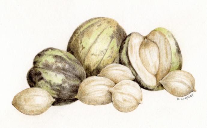 Shagbark hickory nuts