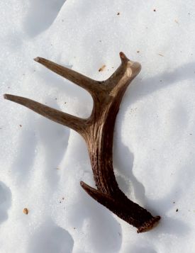 Buck shed antler thumbnail