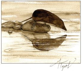 shrew_web2.jpg thumbnail