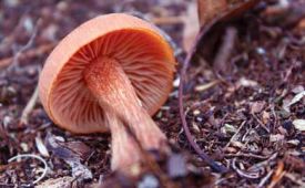 shroom1.jpg thumbnail