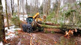 skidder_oak.jpg thumbnail