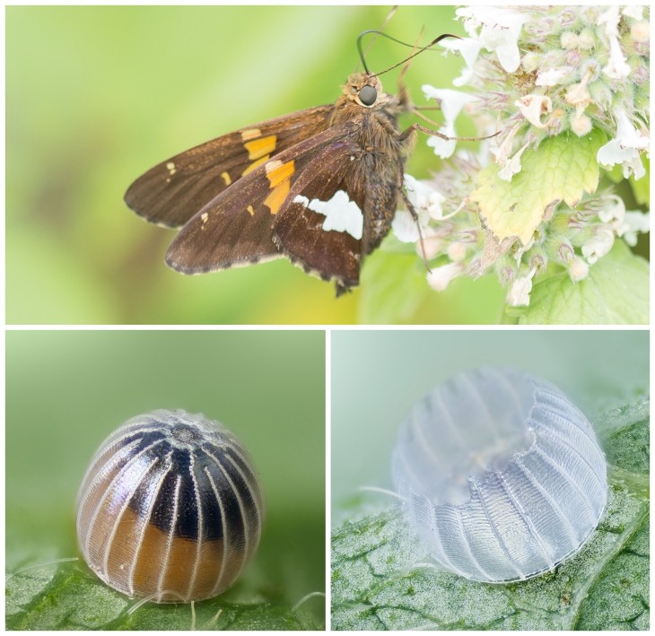Skipper butterfly and eggs