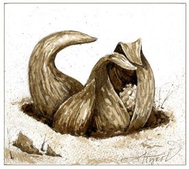 skunk_cabbage_w.jpg thumbnail