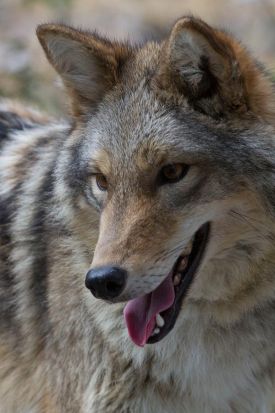 SLNSC-Coyote-web.jpg thumbnail