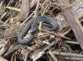 snake_blog.jpg thumbnail