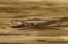 snake_web.jpg thumbnail