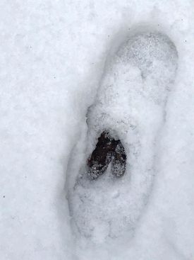 Snow Dent 2 thumbnail