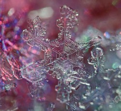 Snowflake_Photo_10.jpg