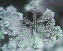 Snowflake_Photo_1.jpg