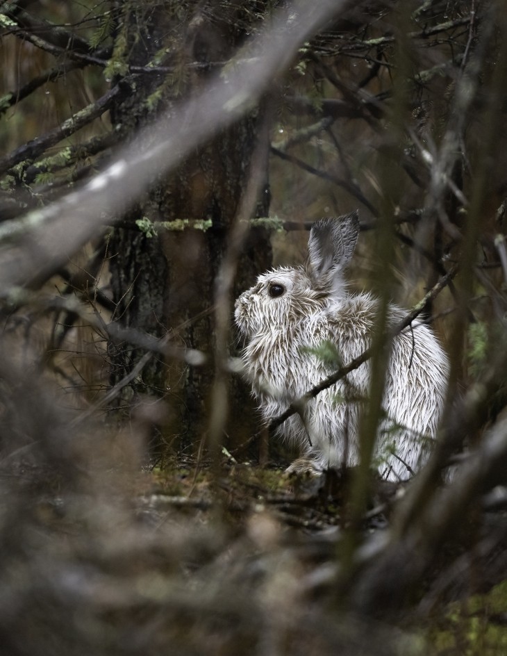 Snowshoe hare