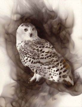 Smoky Owl thumbnail