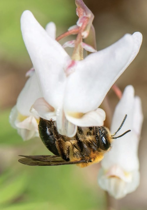 Soil nesting bee