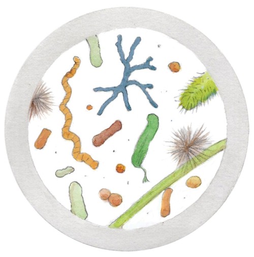 Soil microbes