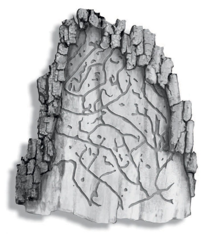 Southern pine beetles