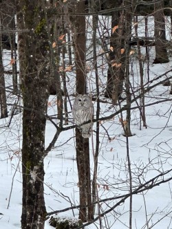 Owl visitor Photo: Liz Spector