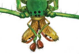 Spider face thumbnail