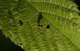 Spittle bug thumbnail