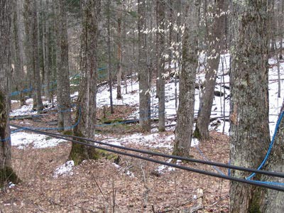 Maple sugar bush