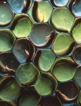 spr12_1000words_w.jpg thumbnail