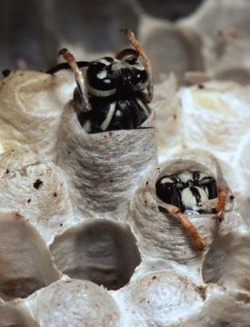 spr13_1000.jpg thumbnail