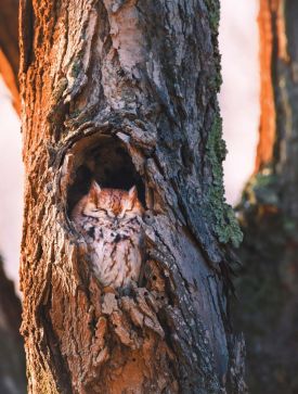 spr22_owl_1000words_web.jpg thumbnail