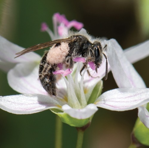 Mining bee