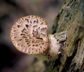 Spring saddle thumbnail