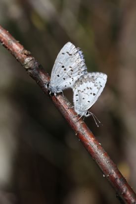 spring_azure2.jpg thumbnail