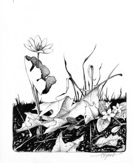 springflowerspix.jpg thumbnail