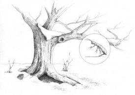 springtails.jpg thumbnail