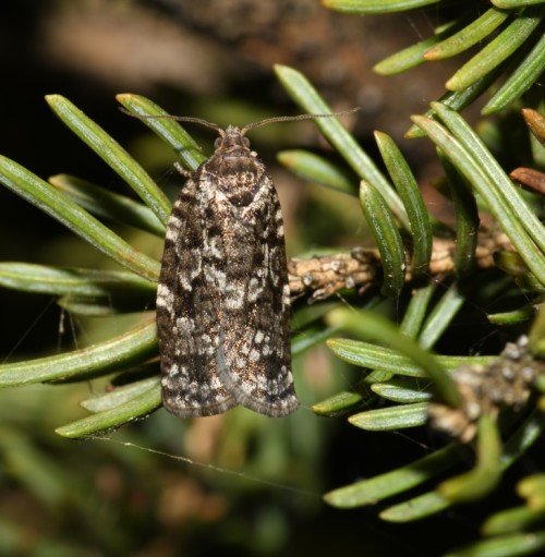 Budworm moth