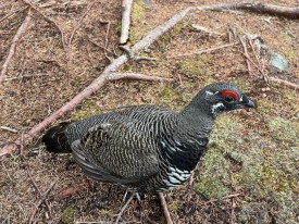 Spruce grouse thumbnail