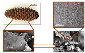 spruce_scrubbers.jpg thumbnail