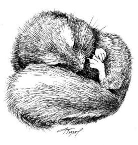 squirrel_hibernation_web.jpg thumbnail