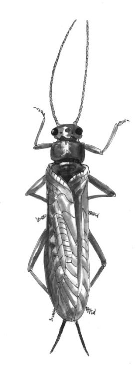 stonefly_2.jpg thumbnail