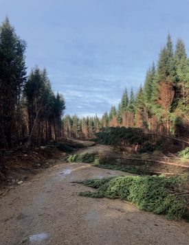 Storm damage thumbnail