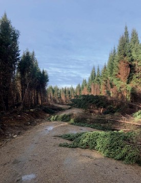 Storm damage thumbnail