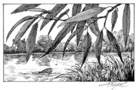 stream_bank_cropped.jpg thumbnail