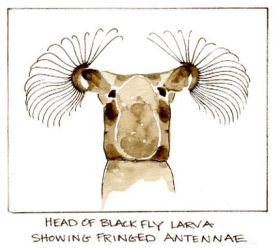 streamwinter_w.jpg thumbnail