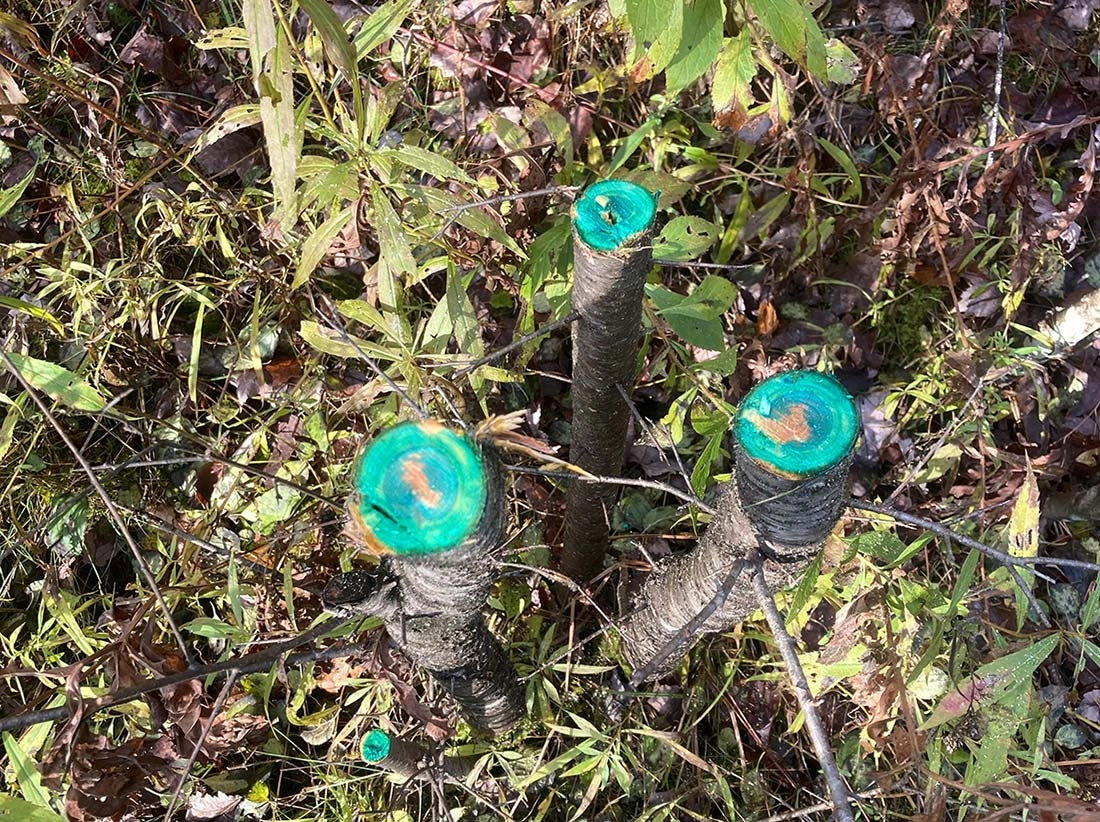 cactus soil near me Cactus and Succulent Growers Soil